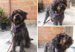 Poodle 2 anos