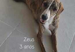 Zeus