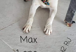 Max