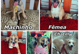 Cães - Rio de Janeiro - RJ