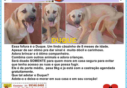 Duque