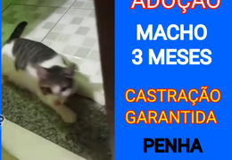 Machinho 