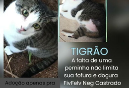 Tigrão