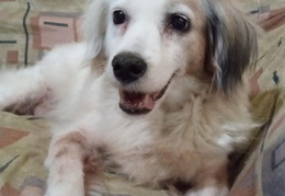 Xuxa