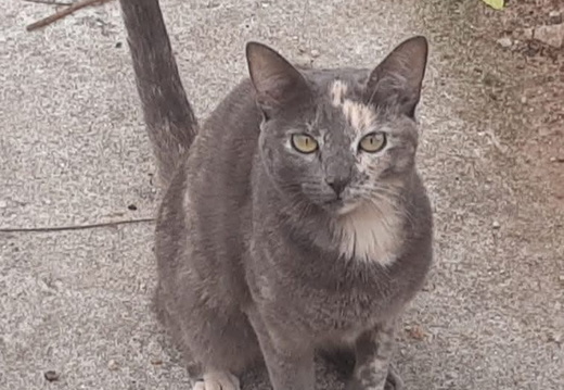 Gatos - Rio de Janeiro - RJ