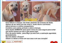 Duque