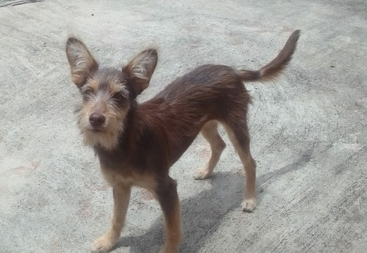 Cães - Rio de Janeiro - RJ