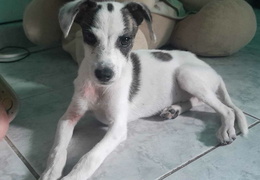Menina