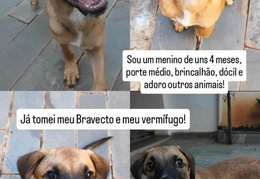 Pingo