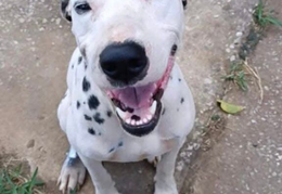 Dalmata