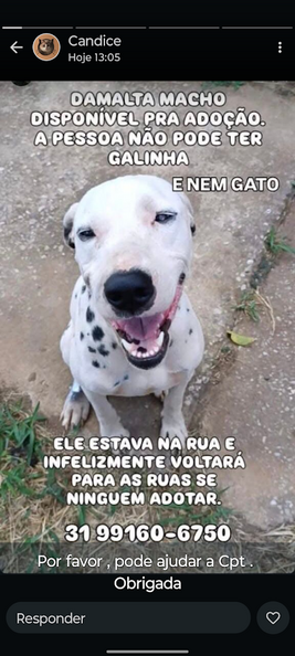 Dalmata.png