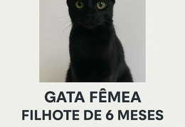 Gata fêmea