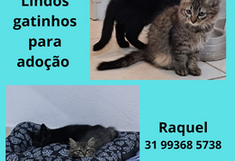 Gatinhos
