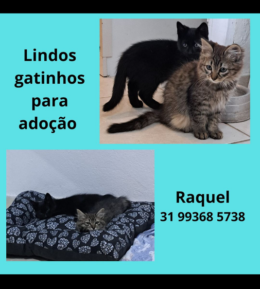 Gatinhos.png