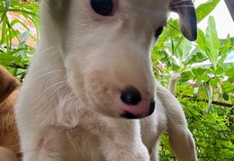 Macho