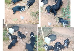 Maezinha e filhotes