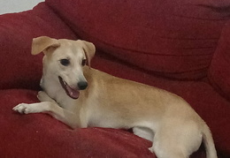 Athena