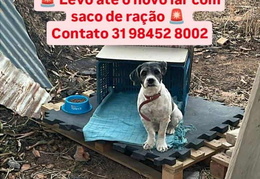 adoção