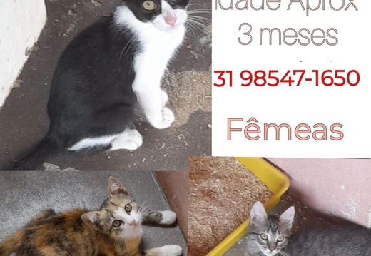 Gatos - Belo Horizonte - MG